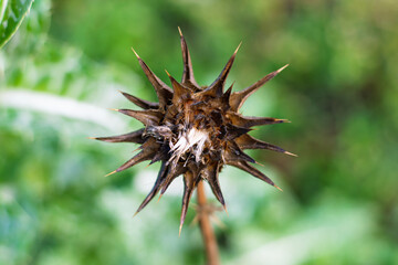 Spiky Dried Thistle Seed Head with Fluffy Seeds on a Green Blurred Background