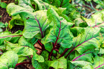 Fresh beetroot leaves with red stems covered in morning water droplets