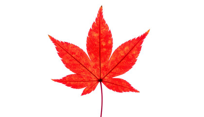 A vibrant, five-lobed, red maple leaf with intricate veins and a black background
