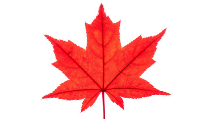 A vibrant red leaf against a black background, displaying intricate veins and jagged edges