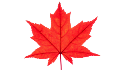 A vibrant red leaf against a black background, displaying intricate veins and jagged edges