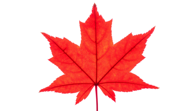 A vibrant red leaf against a black background, displaying intricate veins and jagged edges