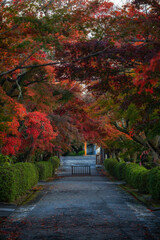 The beautiful autumn scenery of Japan, Saikyo-ji Temple in Shiga Prefecture
