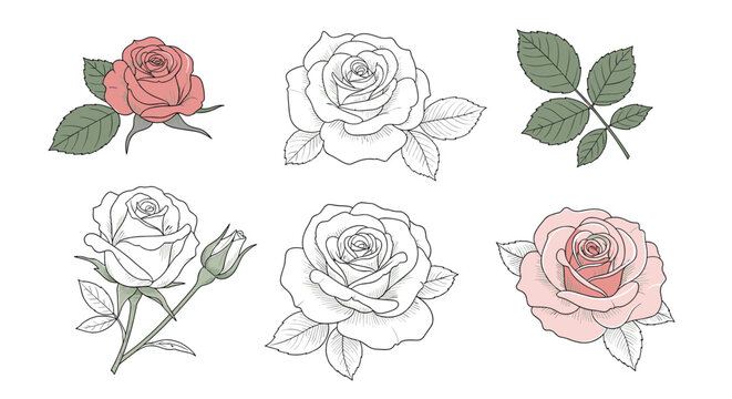 Delicate hand-drawn botanical illustrations of various roses and foliage, featuring white, pink, and red blooms with textured details on a white background.