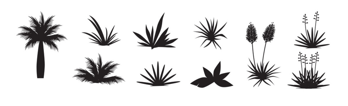 Set of Yucca vector illustration