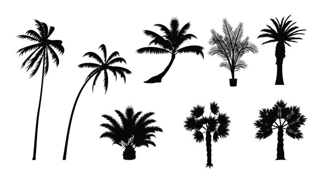 silhouette palmetto vector