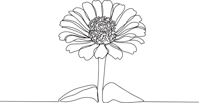 Elegant zinnia flower in single continuous line drawing for bota