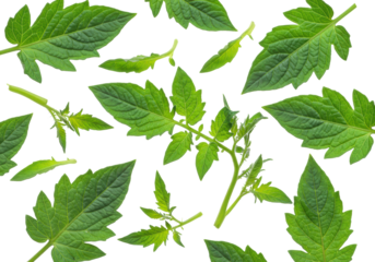 Emerald green tomato plant leaves and delicate young stems with intricate textures arranged in an artful flat lay collage against a transparent background, concept of natural vitality
