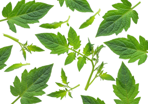 Emerald green tomato plant leaves and delicate young stems with intricate textures arranged in an artful flat lay collage against a transparent background, concept of natural vitality