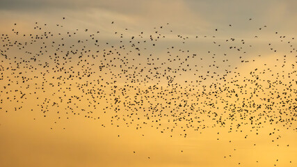 A large flock of pigeons in flight silhouetted against the dawn sky in the Dordogne region of France