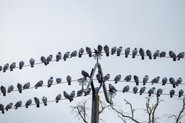 Lines of rock pigeons sitting on electricity cables from a telegraph pole in the Dordogne region of France