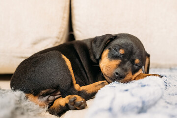 Small Black Miniature Pinscher Zwergpinscher, Min Pin Puppy Dog Sleeping On Floor
