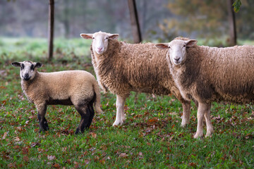 A group of two sheep and a lamb looking directly at the camera in the Dordogne region of France
