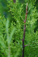 Lemon Cypress plant. Evergreen tree which adds elegance to any garden or indoor space. 