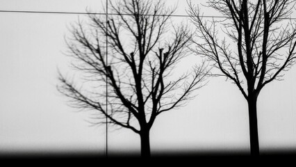 Stark Silhouettes of Leafless Trees on Horizon