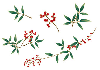 Fototapeta premium 南天のイラストセット