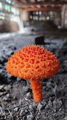 Golden-scruffy Collybia