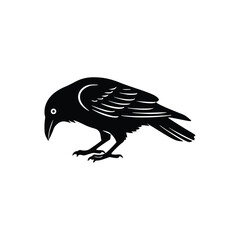 bird RAVEN  on a white background