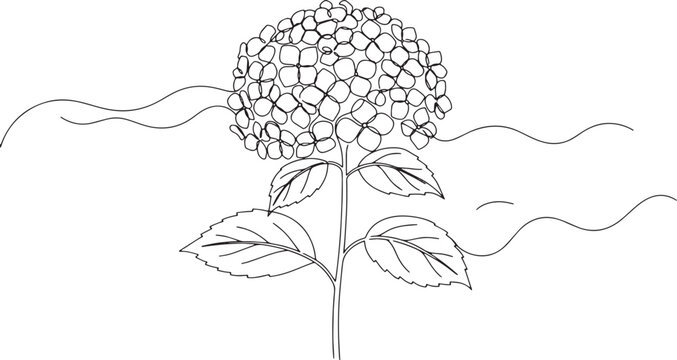 Elegant Hydrangea Blossom Outline on White Backdrop for Botanica