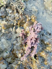 coral reef in the sea