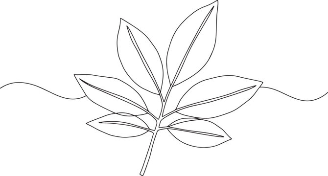 Minimalist pawpaw leaf illustration created with a simple contin