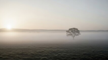 Sunrise illuminates a solitary tree in dense fog
