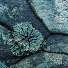 blue and yellow flowers