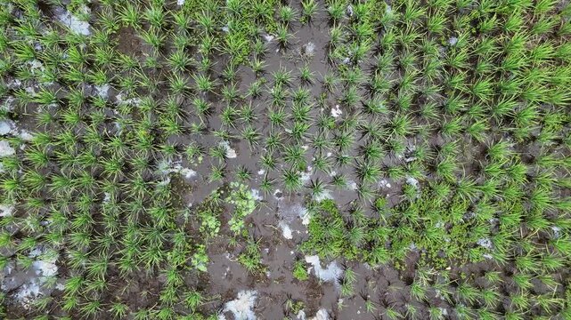 The aerial drone footage shows young rice plants, which are getting closer and closer to the ground, neatly arranged in parallel rows in flooded paddy fields. 