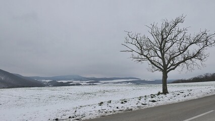 Winter snowy cloudy landscape of upland countryside near Myjava town, western Slovakia. Solitary naked broadleaf tree and asphalt road in forefront. 