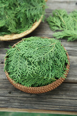 Fresh Qinling Cypress Branches and Leaves in Wicker Baskets on Wooden Background