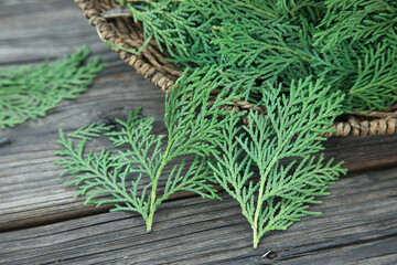 Fresh Cypress Branches and Leaves in Wicker Basket on Wooden Background