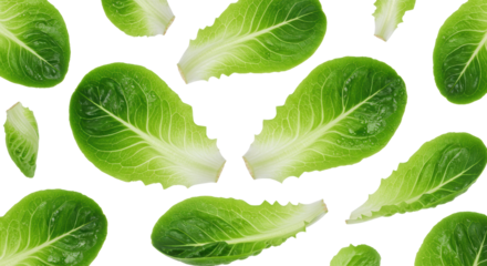Fresh, crisp emerald green Romaine lettuce leaves, dewy, dynamically scattered on a transparent background with copy space, bright studio light, sharp focus concept of natural freshness