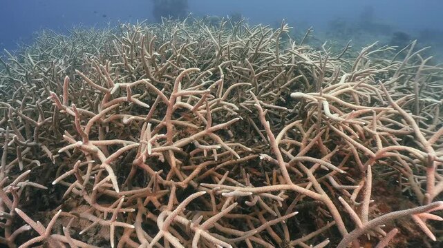 Scubadiving underwater scenery of coral reef and damsel fishes swim around