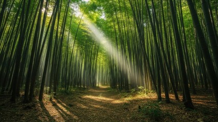 Obraz premium Sunlight Filtering Through a Lush Green Forest Path