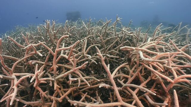 Scubadiving underwater scenery of coral reef and damsel fishes swim around