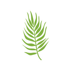 Tropical leaves. Cartoon jungle exotic palm plants. Vector illustration.