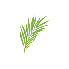 Tropical leaves. Cartoon jungle exotic palm plants. Vector illustration.
