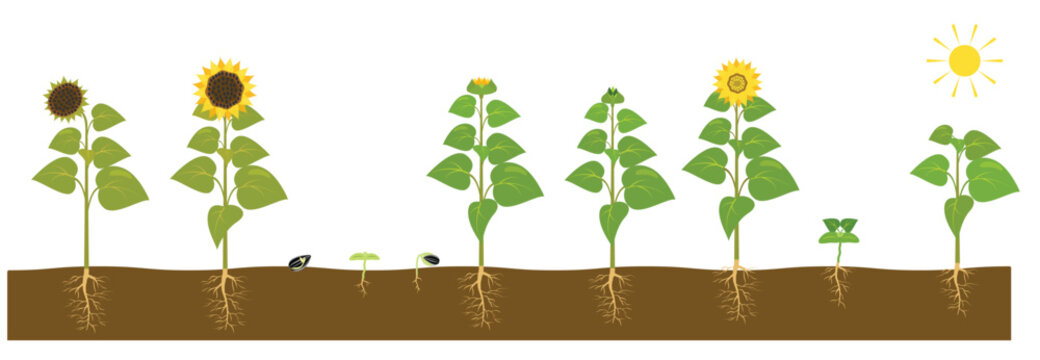 the process of growing a sunflower from seed to ripe plant