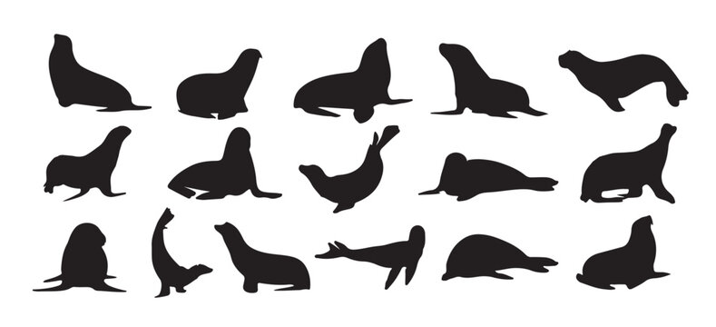the set of seal fish silhouette collection