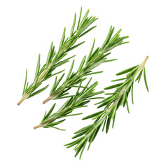 Fototapeta premium Four vibrant green rosemary sprigs with needle-like leaves and rich natural textures, diagonally against a transparent background under soft, shadowless light, concept of fresh culinary ingredients