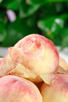Fresh Yangshan Peaches Ready to Pick with Water Droplets on Green Natural Background