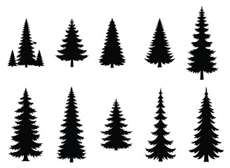  various fir tree silhouettes isolated on white background 