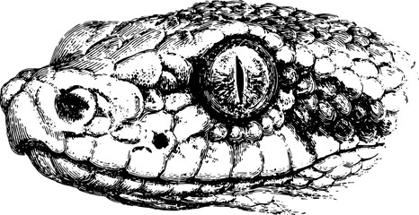 Detailed vintage illustration of a snake head in black and white. This graphic features scales and anatomy in a vector format.