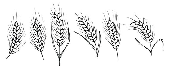 Fototapeta premium Vector hand drawn wheat doodle illustration. Cute harvest clipart. Farm market product.