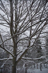 Snow-covered trees in a quiet Stockholm forest, with bare branches holding thin layers of snow and a thick white blanket covering the ground on a cold winter day.