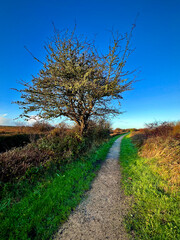 Hawthorn Tree by the Footpath