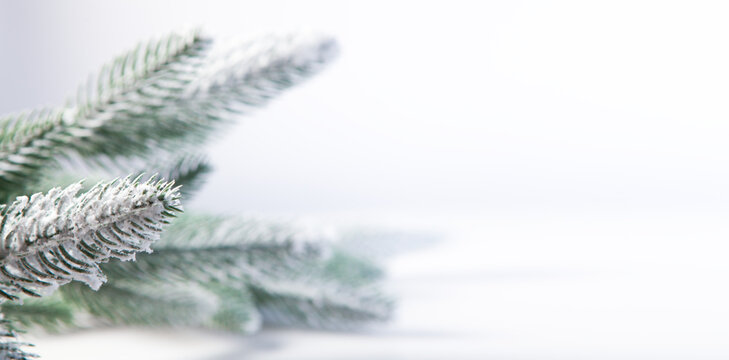 beautiful christmas tree branches on white background