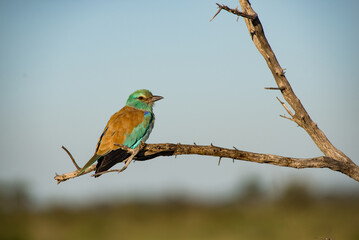 lilac breasted roller on a branch