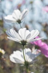 晴れた日のカラフルなコスモス畑