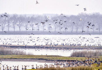 Migratory Birds Flying Over Wetland Landscape